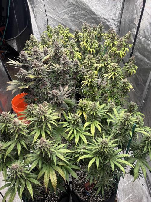 Lebrons Second Grow. Week 14 - 4/26