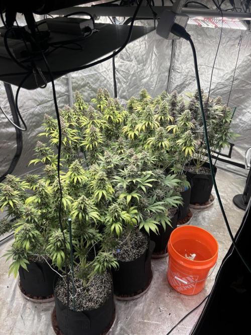 Lebrons Second Grow. Week 14 - 4/26