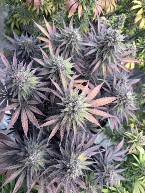 Lebrons Second Grow. Week 14 - 5/4