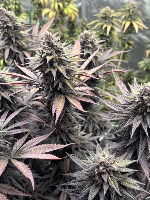 Lebrons Second Grow. Week 14 - 5/4