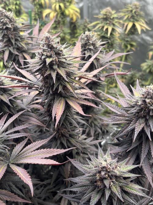 Lebrons Second Grow. Week 14 - 5/4