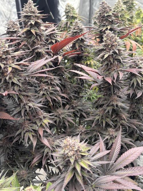Lebrons Second Grow. Week 14 - 5/4
