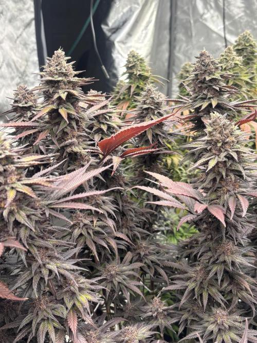 Lebrons Second Grow. Week 14 - 5/4