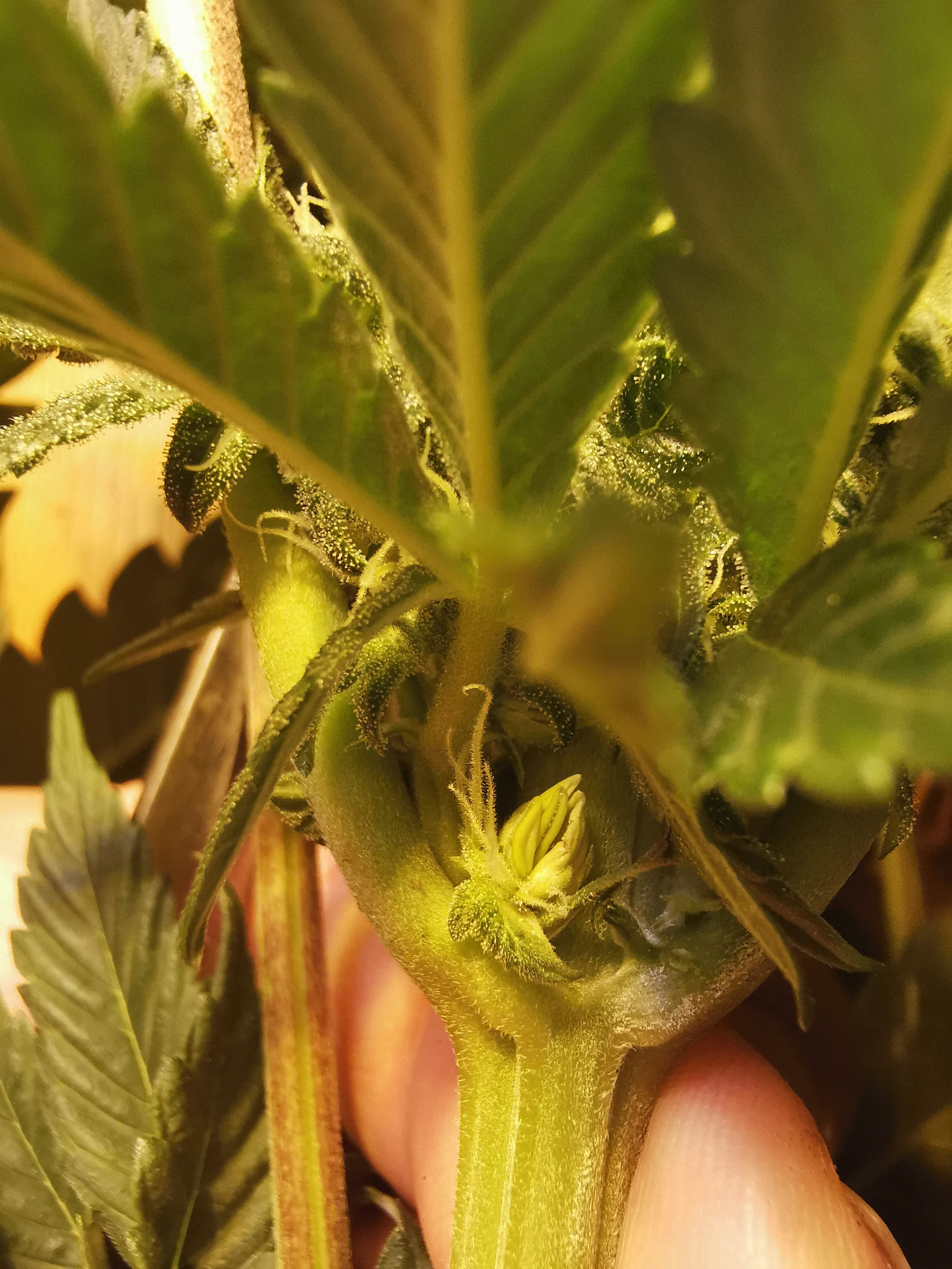 ETHOS Banana Hammock R1, ETHOS HULK ANGRY, ETHOS OG LIME COOKIES FREEBIE grow diary