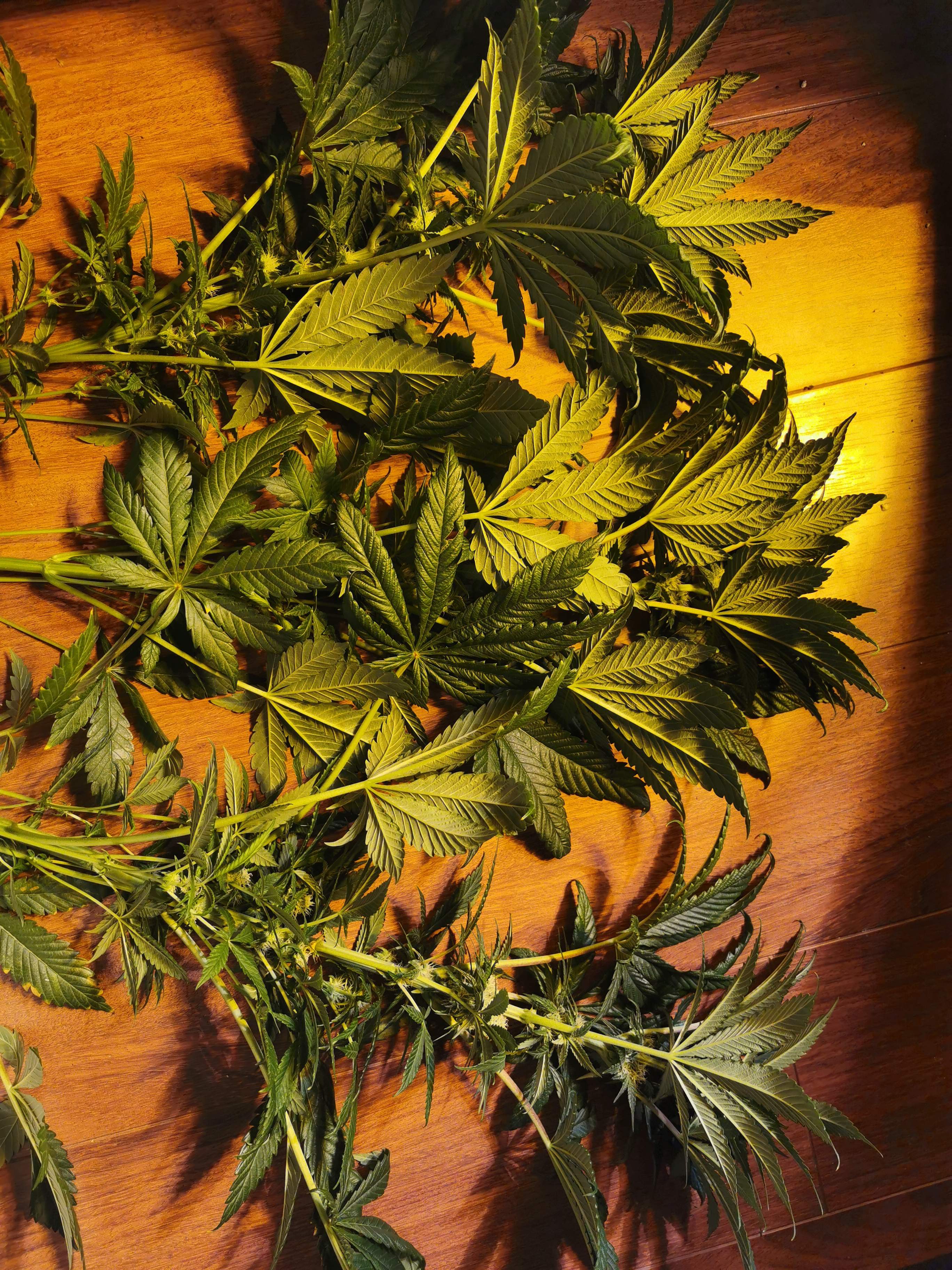 ETHOS Banana Hammock R1, ETHOS HULK ANGRY, ETHOS OG LIME COOKIES FREEBIE grow diary