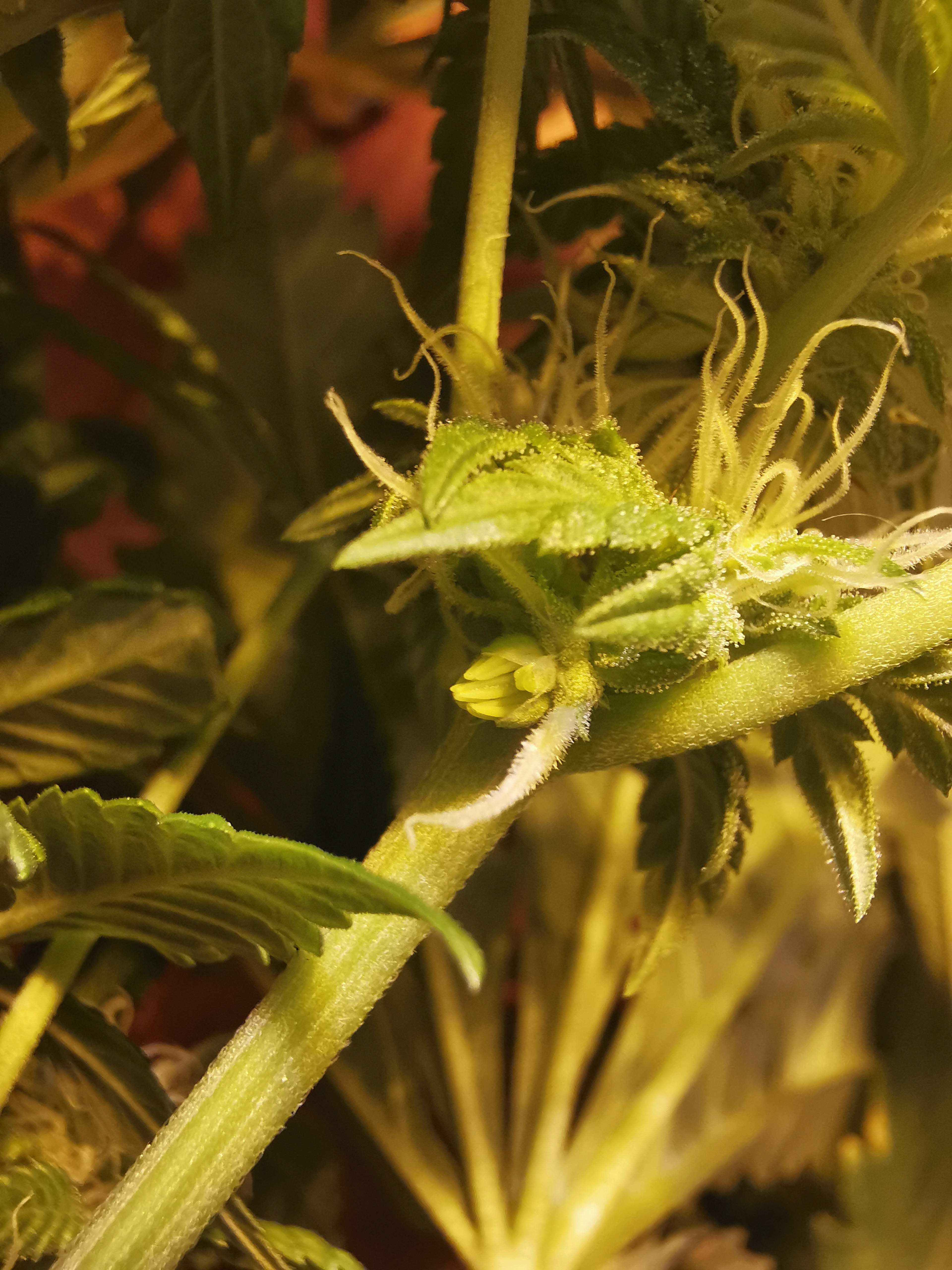 ETHOS Banana Hammock R1, ETHOS HULK ANGRY, ETHOS OG LIME COOKIES FREEBIE grow diary