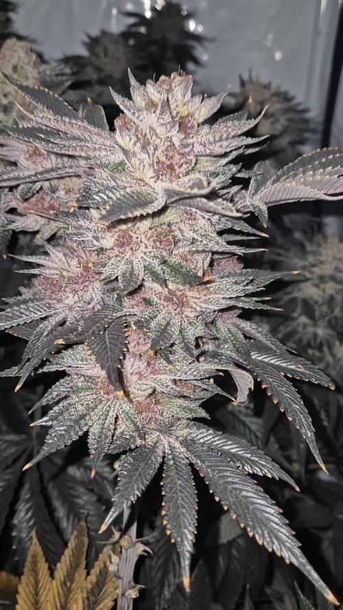 Tropicanna Cherry