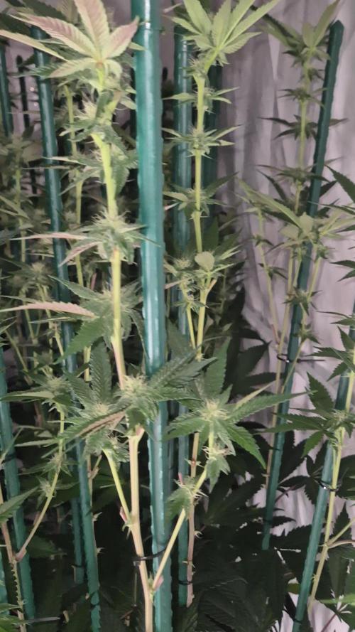 Pina Colada / Yellow Yellow No Mi