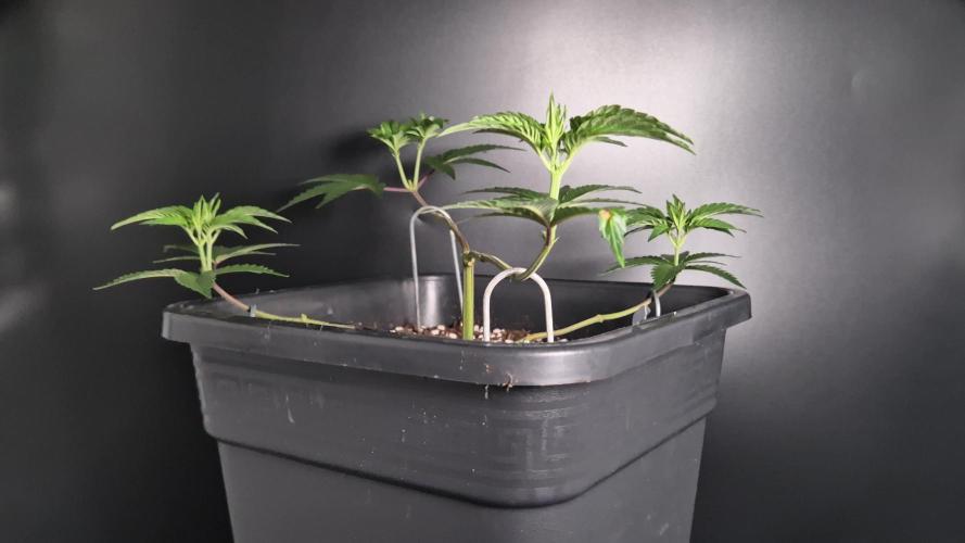 Pina Colada / Yellow Yellow No Mi