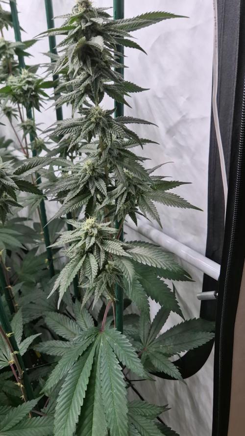 Pina Colada / Yellow Yellow No Mi