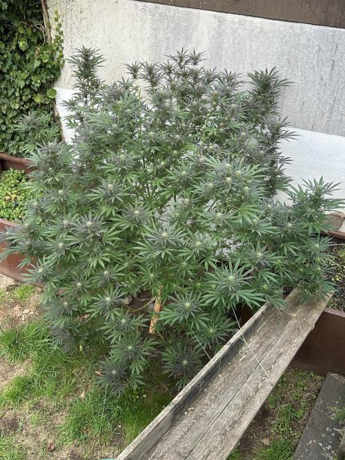 Deutsche Eiche. Week 18
