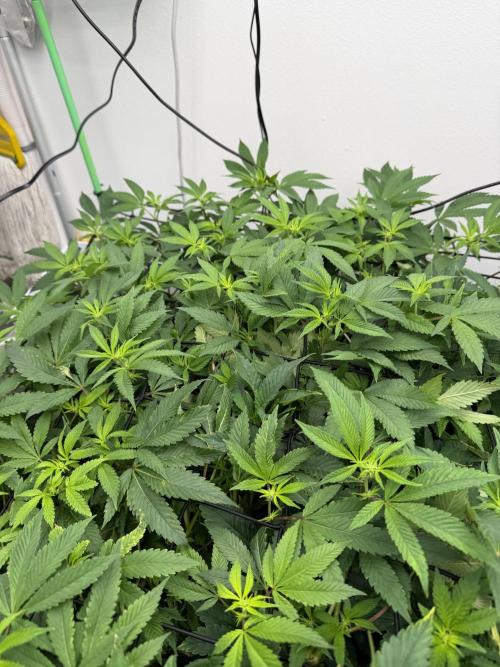 Red red wine. Week 2