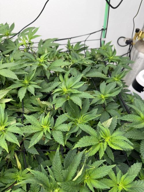 Red red wine. Week 2