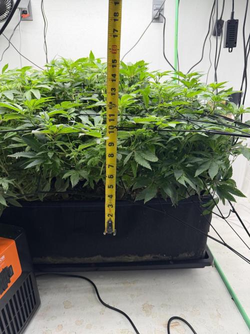 Red red wine. Week 2