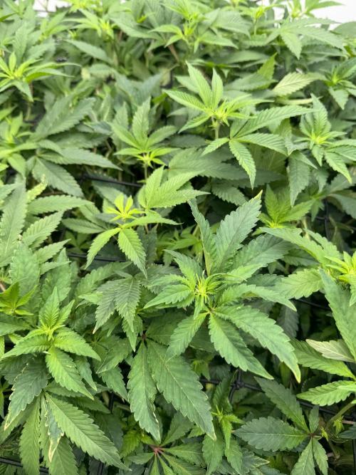 Red red wine. Week 2