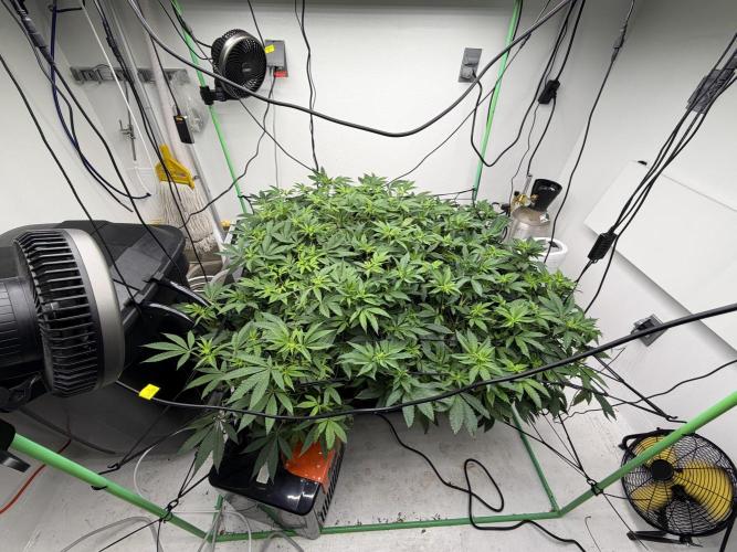 Red red wine. Week 2