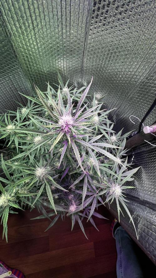 Preparing for winter. Week 8 - 1