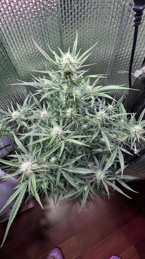 Preparing for winter. Week 8 - 2