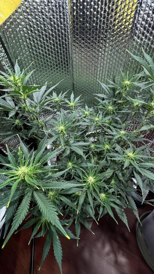 Comenzando otoño.. Week 6 - 1