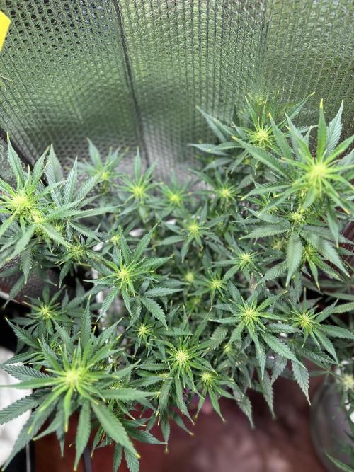 Comenzando otoño.. Week 6 - 2