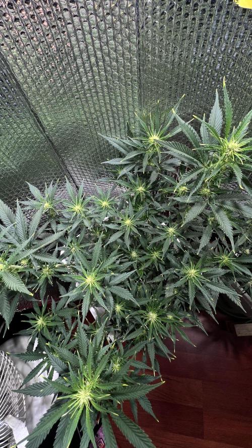 Comenzando otoño.. Week 6 - 3