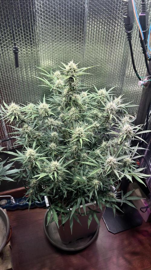 Preparing for winter. Week 9