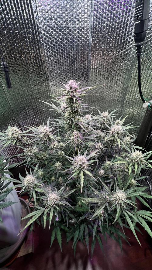 Preparing for winter. Week 9