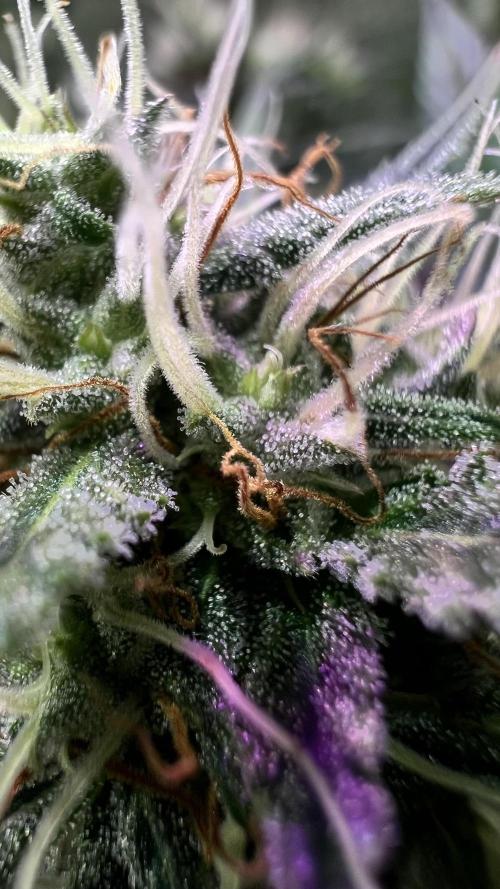 Preparing for winter. Week 9