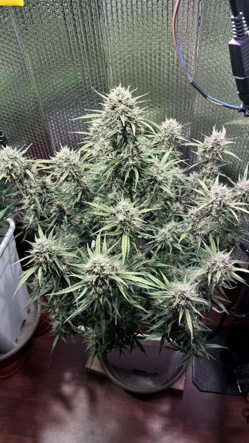 Preparing for winter. Week 10