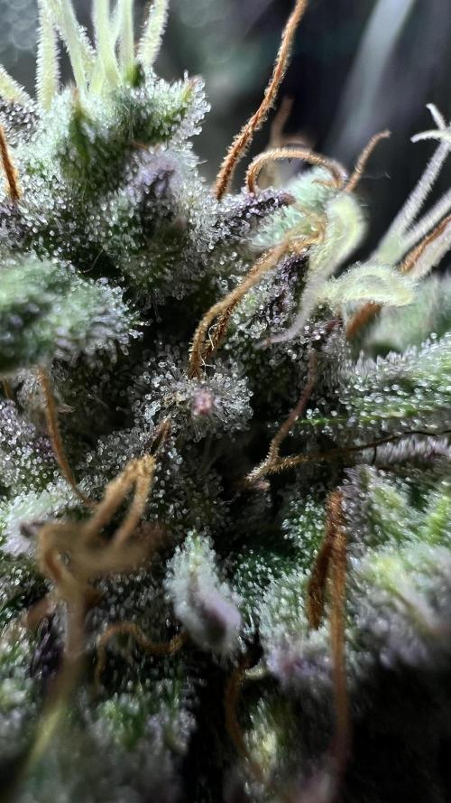 Preparing for winter. Week 10