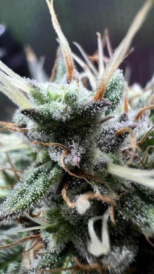 Preparing for winter. Week 10