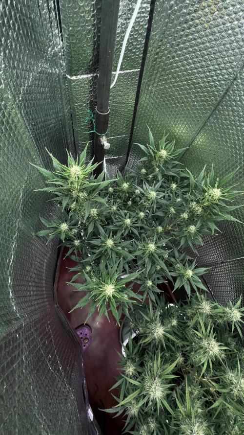 Comenzando otoño.. Week 7