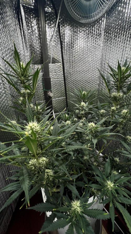 Comenzando otoño.. Week 7