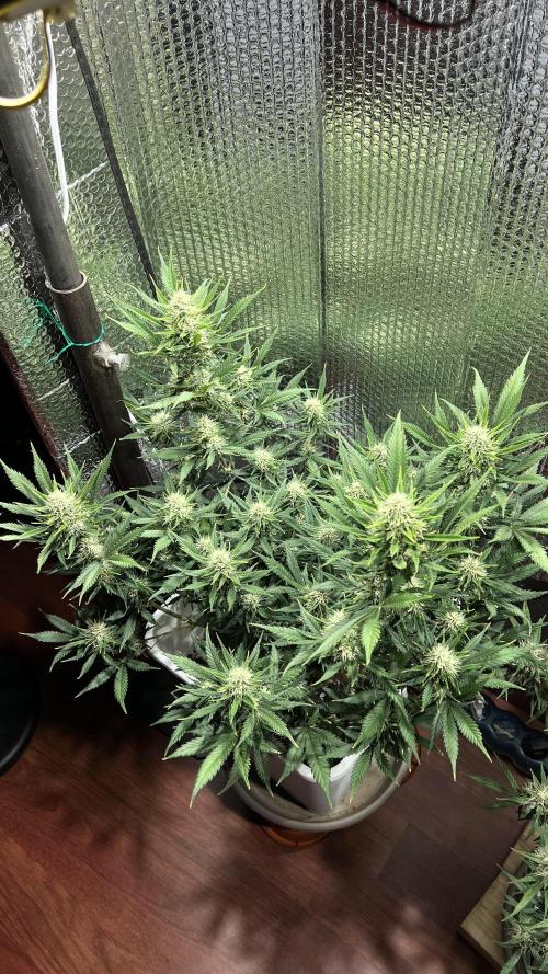 Comenzando otoño.. Week 8