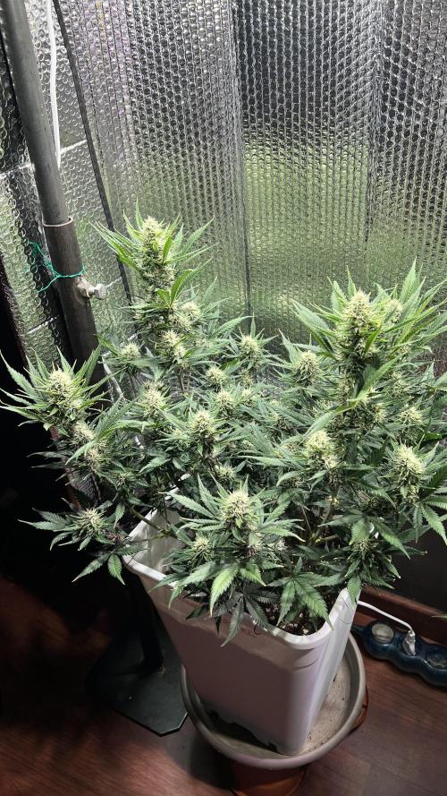 Comenzando otoño.. Week 8