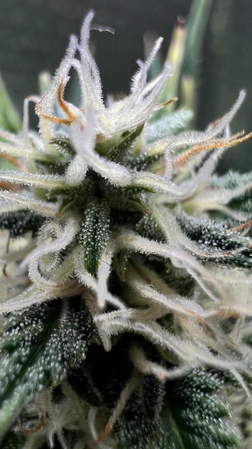 Comenzando otoño.. Week 8