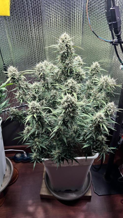 Preparing for winter. Week 11