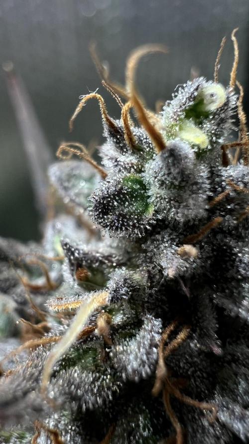 Preparing for winter. Week 11