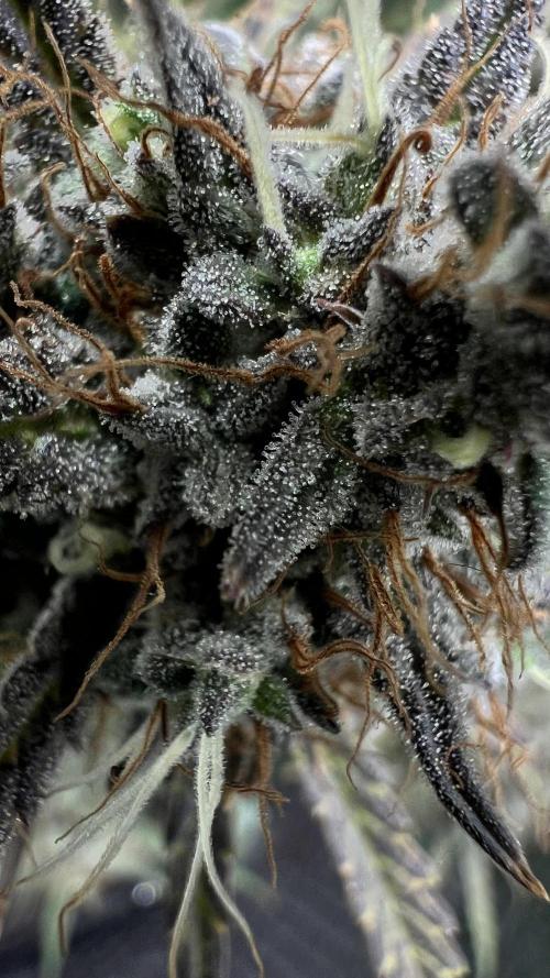 Preparing for winter. Week 11