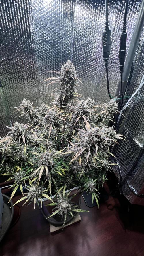 Preparing for winter. Week 11