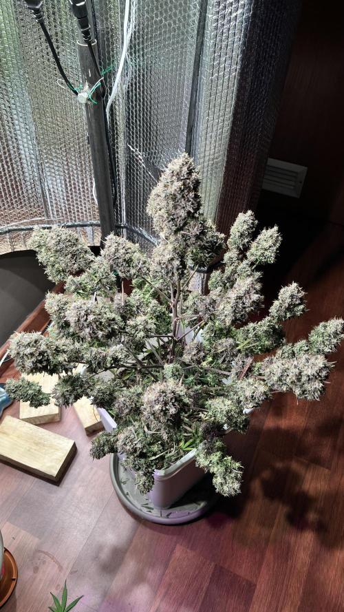 Preparing for winter. Week 12