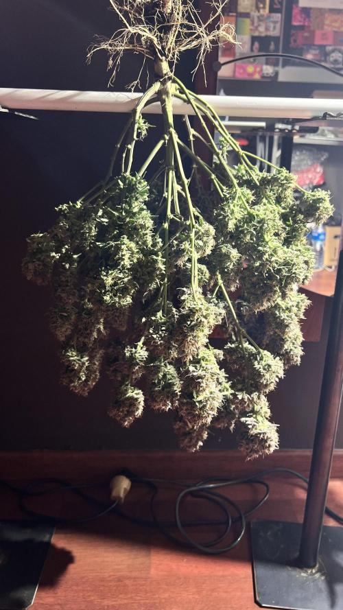 Preparing for winter. Week 12