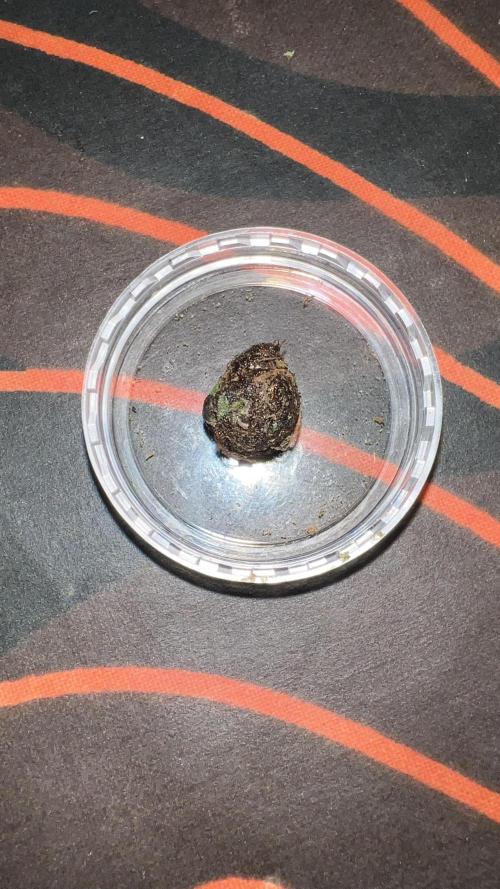 Preparing for winter. Week 12 - Charas recogido de tijeras de hacer la manicura.