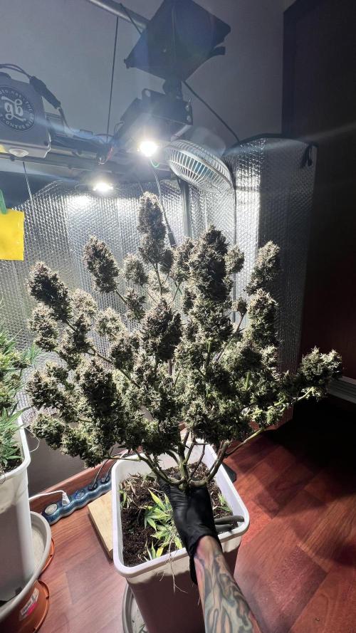 Preparing for winter. Week 12