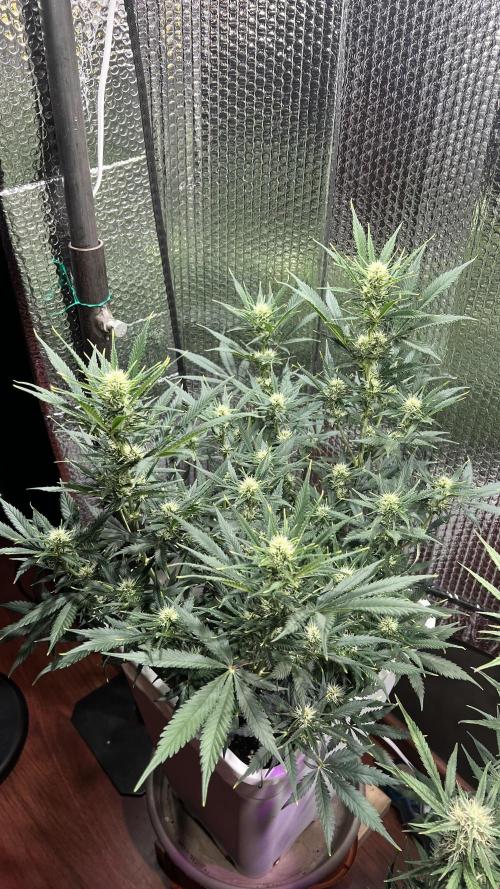 Comenzando otoño.. Week 9