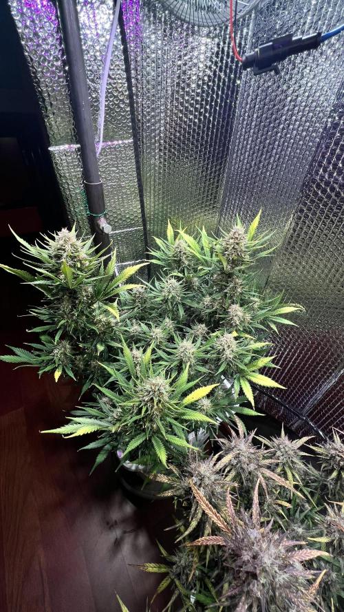 Comenzando otoño.. Week 10