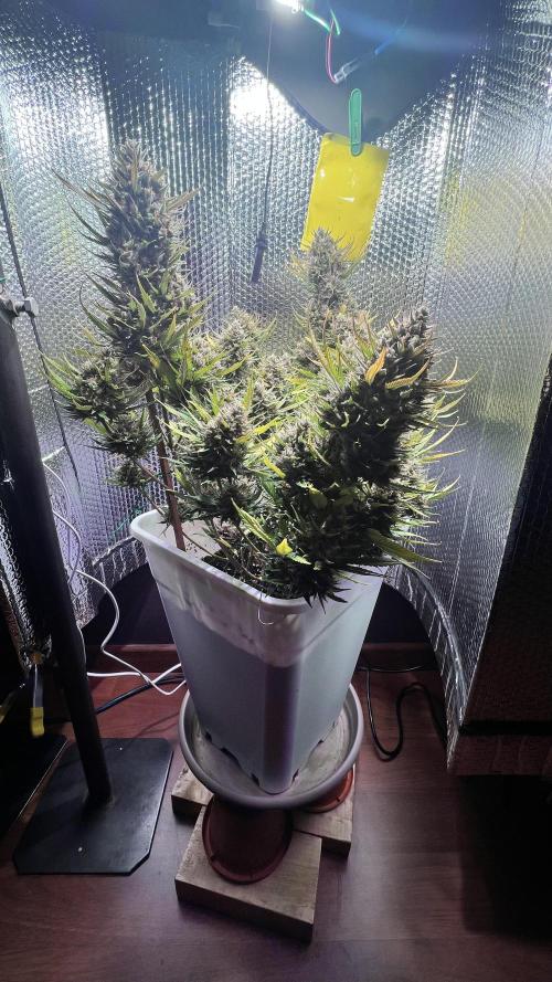 Comenzando otoño.. Week 11