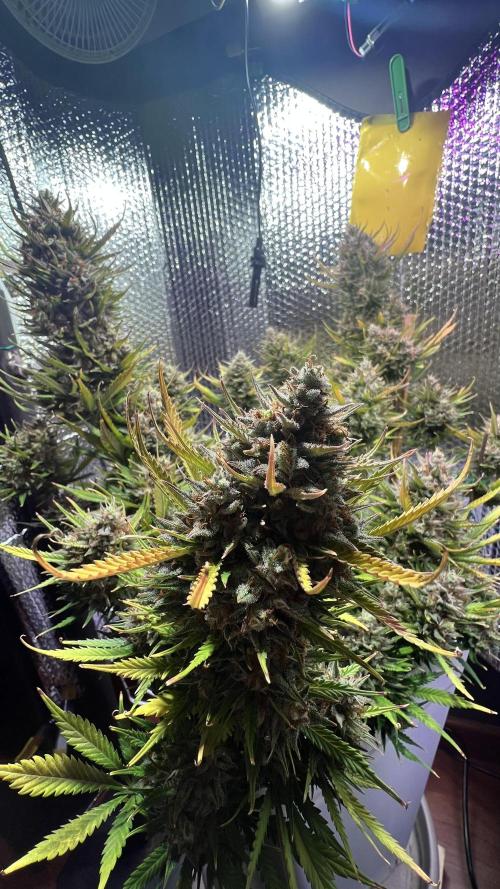 Comenzando otoño.. Week 11