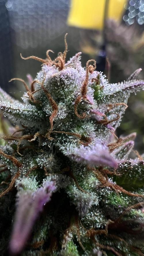 Comenzando otoño.. Week 11