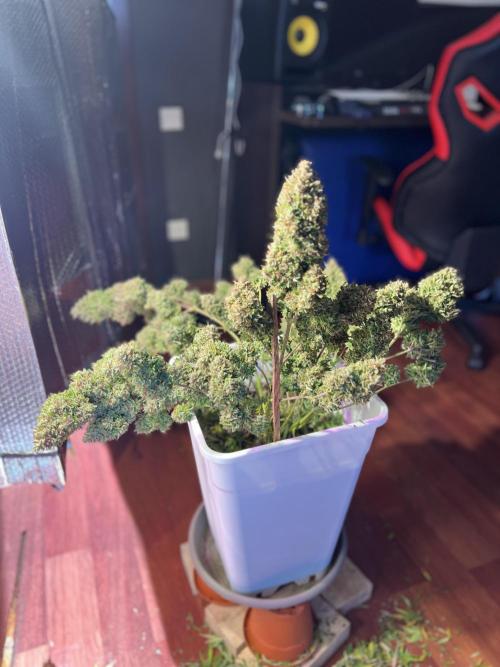 Comenzando otoño.. Week 11